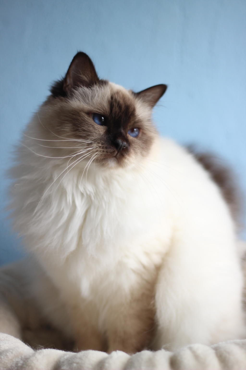 Heilige Birma Katze Erfahrungen Birma Katze Red
