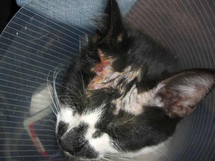 Pilz durch Scharlach??? Katzen Forum