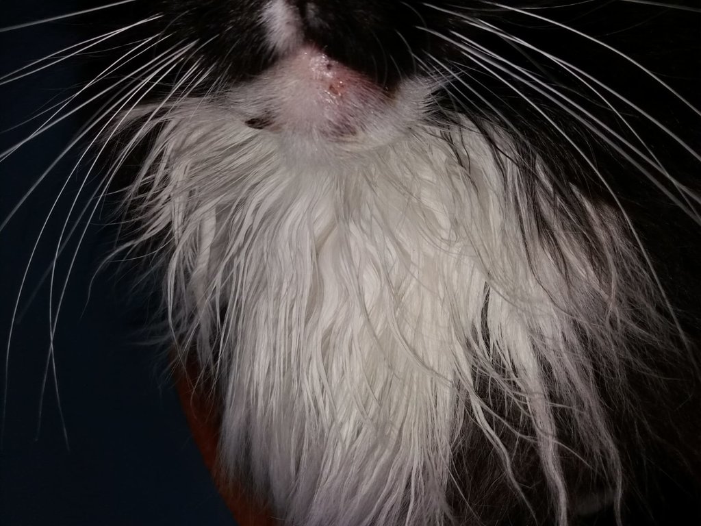 11jährige Einzelkatze in Katzengruppe integrieren? Oder lieber nicht