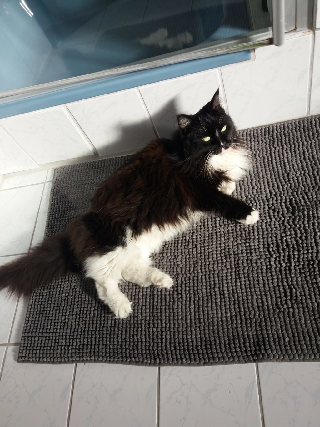 11jährige Einzelkatze in Katzengruppe integrieren? Oder lieber nicht