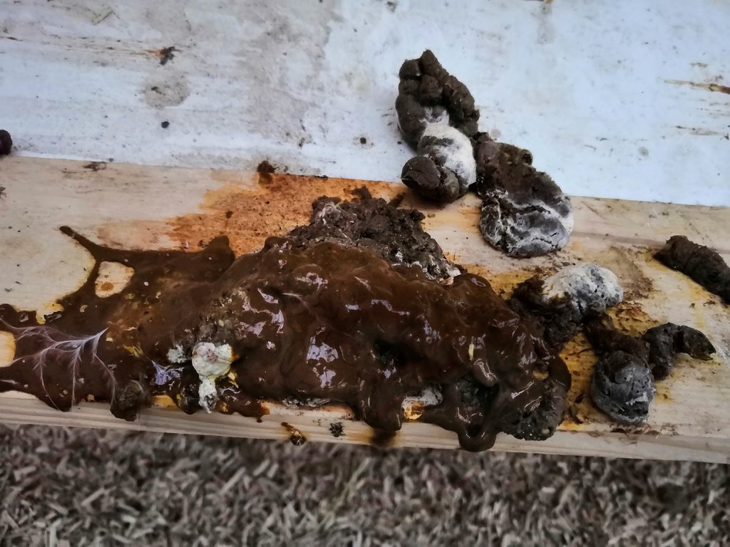 Durchfall weder Kokzidien noch Würmer