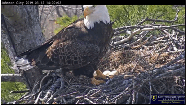 Owls Nest Johnson City Tennessee
