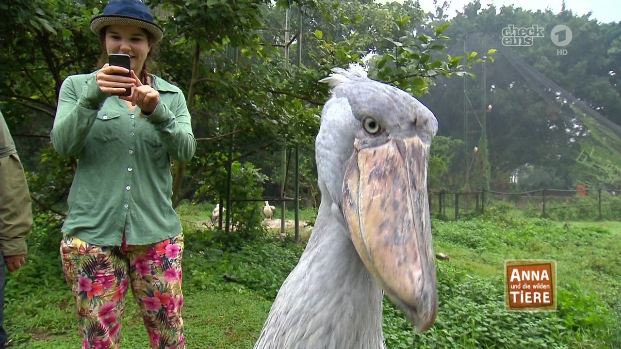 Annika Preil bei ‘Anna und die wilden Tiere Schuhschnabel‘ im Ersten