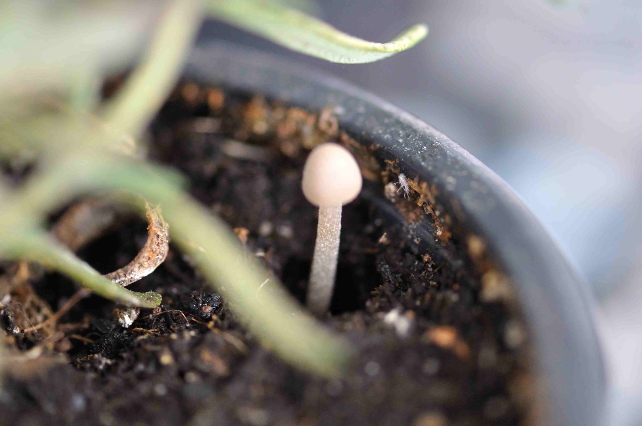 Pilz im Blumentopf Pilzbestimmung u. Bestimmungshilfe Pilzforum.eu