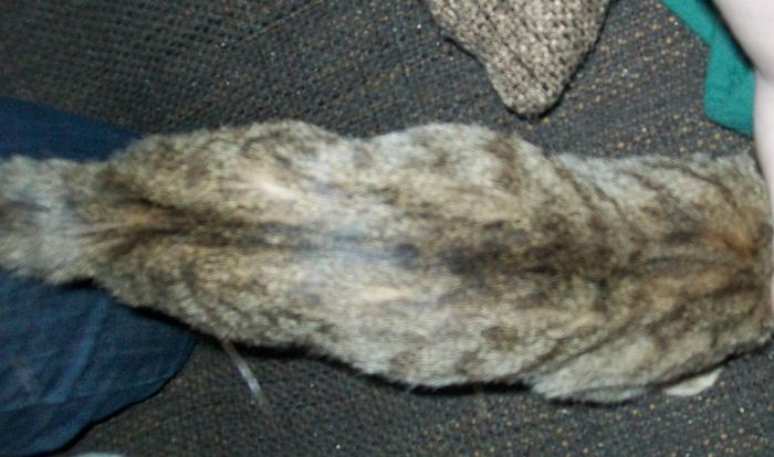 Ich will ja keine Panik machen... dicker Bauch und Erbrechen. Katzen