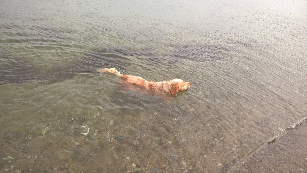 RE Die Tierheimhunde 24