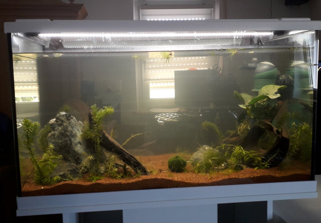Wer hat alles ein Aquarium? Seite 451 Aquaristik Forum