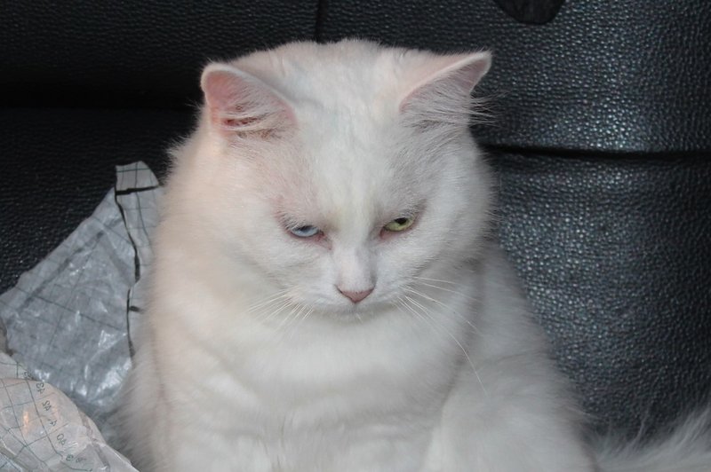 Hyposensibilisierung bei der Katze Seite 2 Das KatzenForum