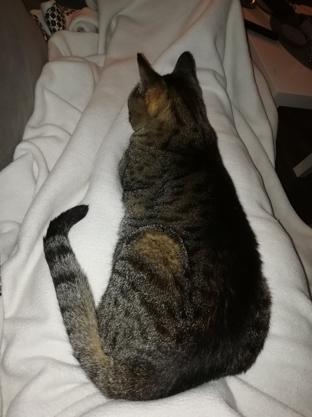 Katze verhält sich komisch seit Freigang