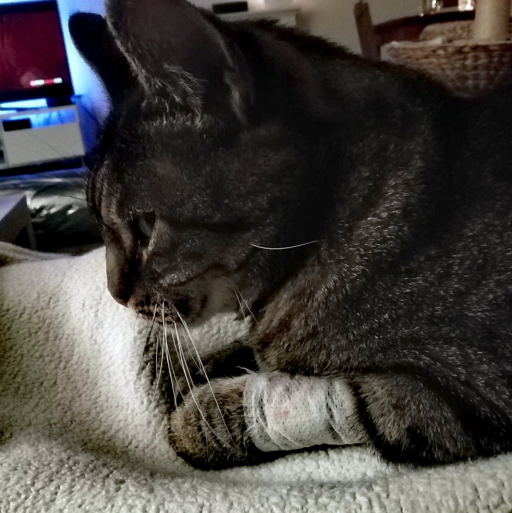Katze verhält sich komisch seit Freigang