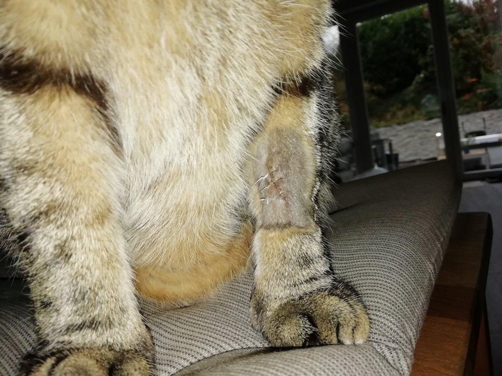 Katze verhält sich komisch seit Freigang