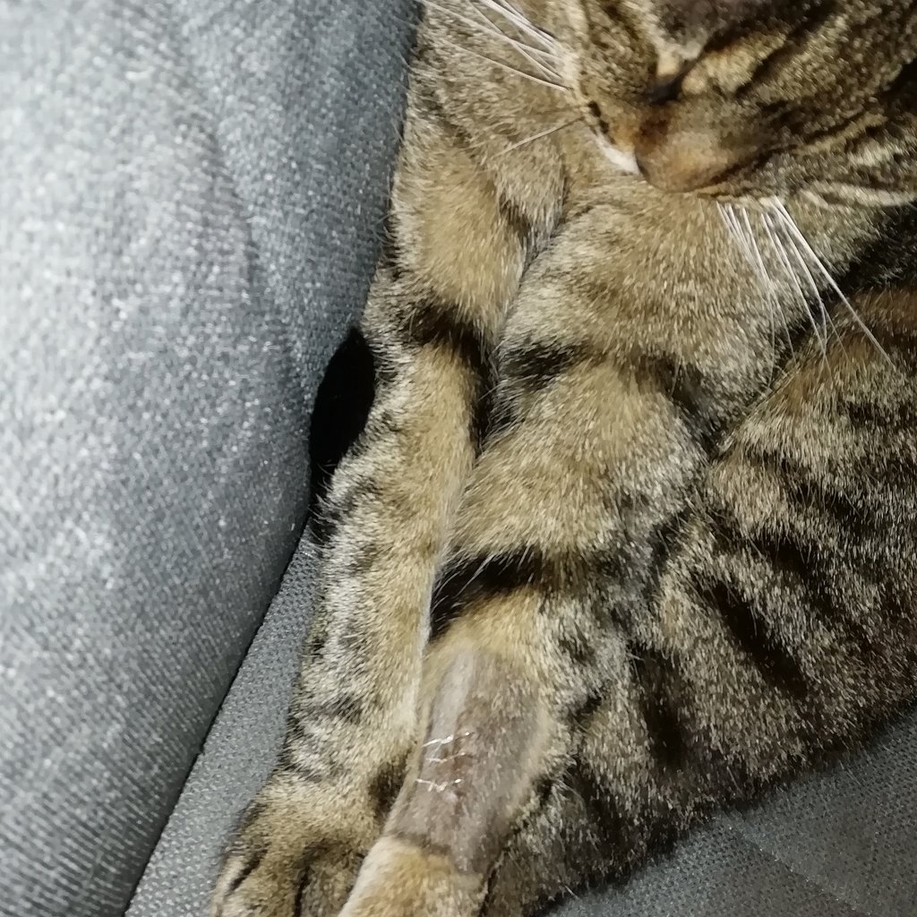 Katze verhält sich komisch seit Freigang