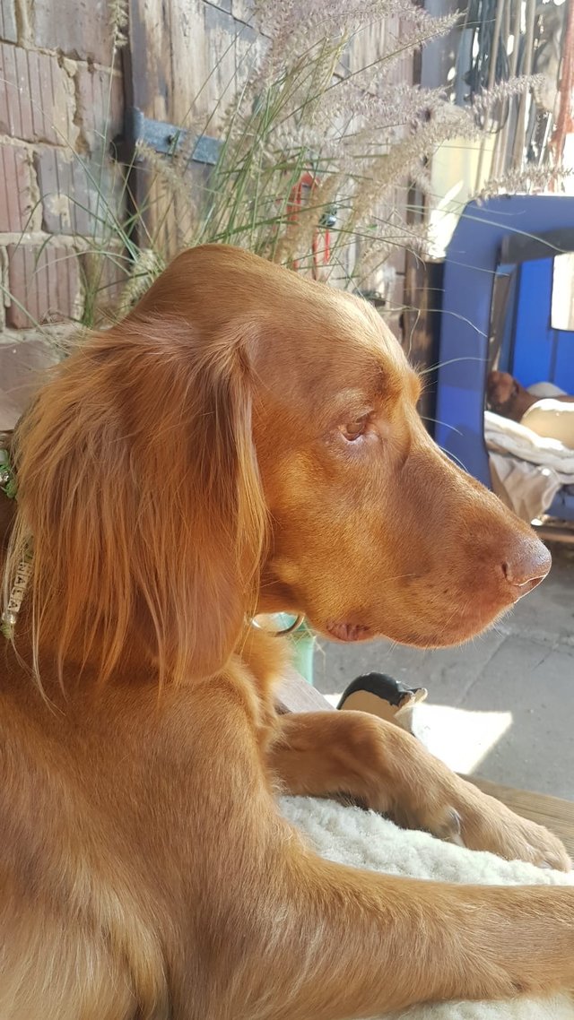 Dalma (Nala) ca. 3 Monate junge VizslaLanghaar Hündin • Das Forum