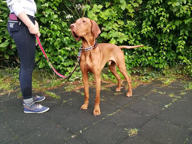 Hogan ca. 2 jährige UK Rüde • Das Forum von Vizsla in Not e.V.