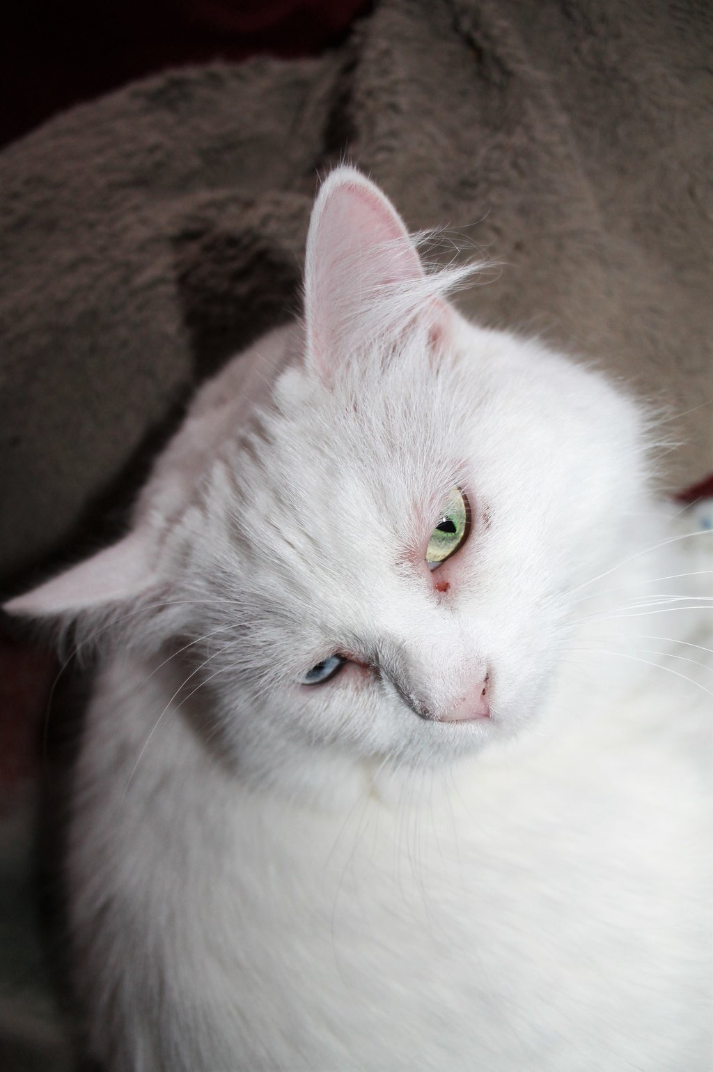 Hyposensibilisierung bei der Katze Seite 4 Das KatzenForum