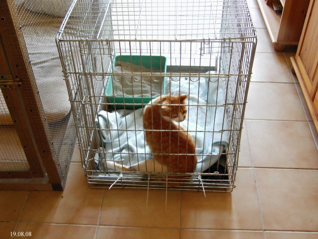 Kreuzbandriss bei der Katze