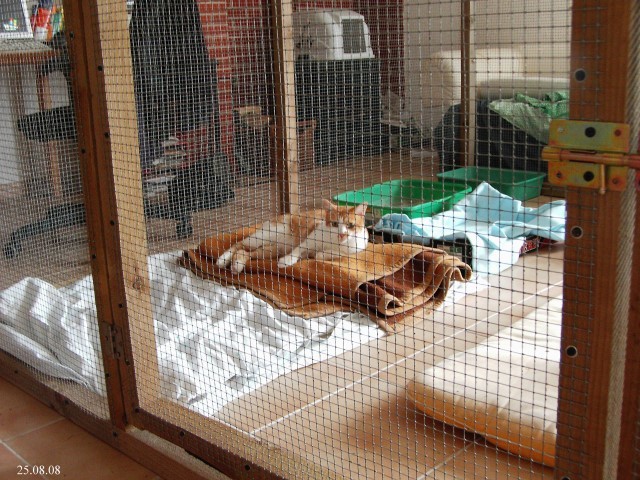 Kreuzbandriss bei der Katze