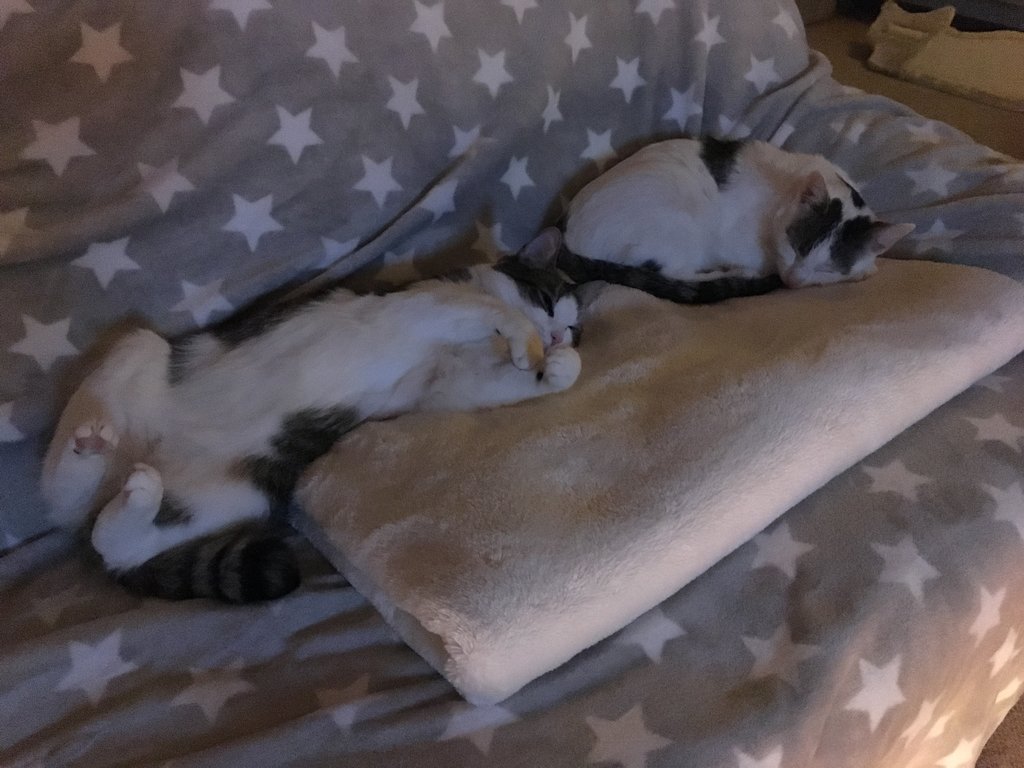 Meine Katze Pinkelt Auf Die Couch