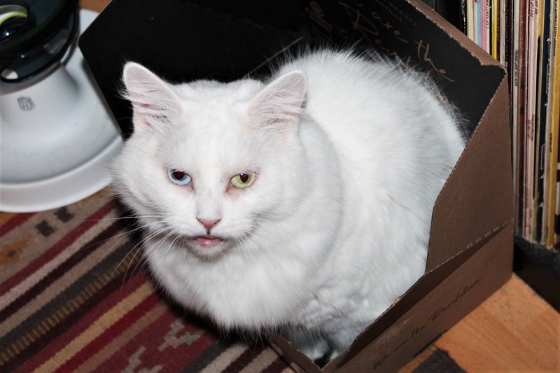 Hyposensibilisierung bei der Katze Seite 5 Das KatzenForum