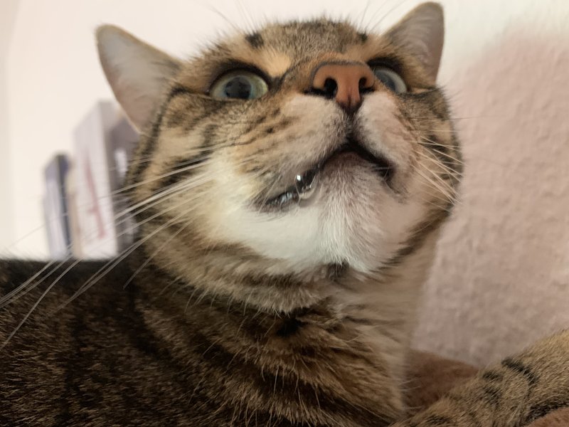 Nicht gesucht und doch gefunden Aus 2 mach 3 Seite 18 Das KatzenForum