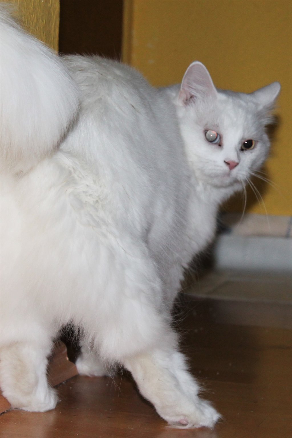 Hyposensibilisierung bei der Katze Seite 7 Das KatzenForum