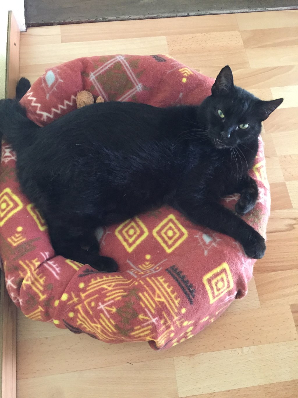 Steckbriefe unserer Katzen Tierhilfe Miezekatze e.V.
