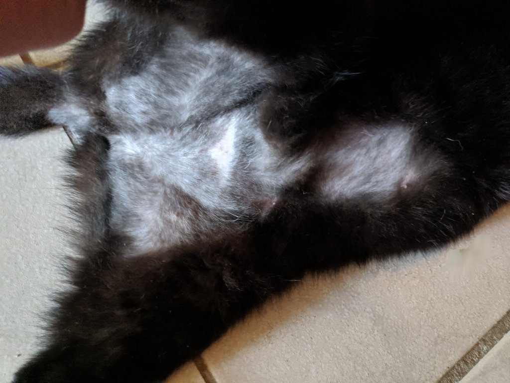 Hyposensibilisierung bei der Katze Seite 8 Das KatzenForum