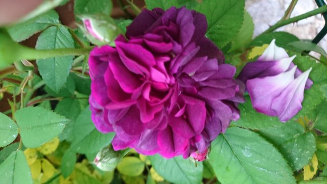 ♥♥♥Das Rosencafé im Sommer 2020♥♥♥ Page 2 Mein schöner Garten Forum