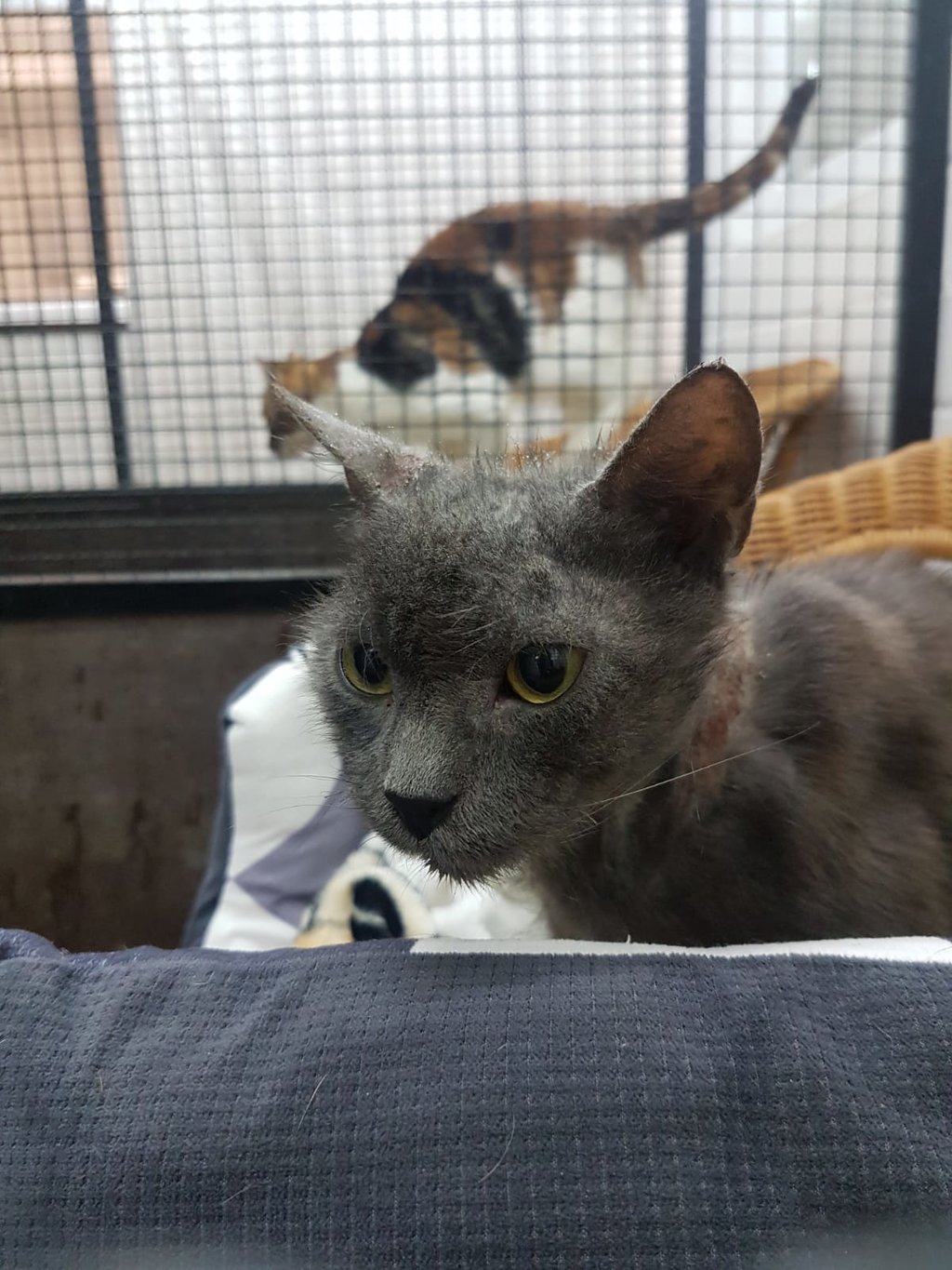 Wieder EG Schub Katzen Forum Das große Katzenforum