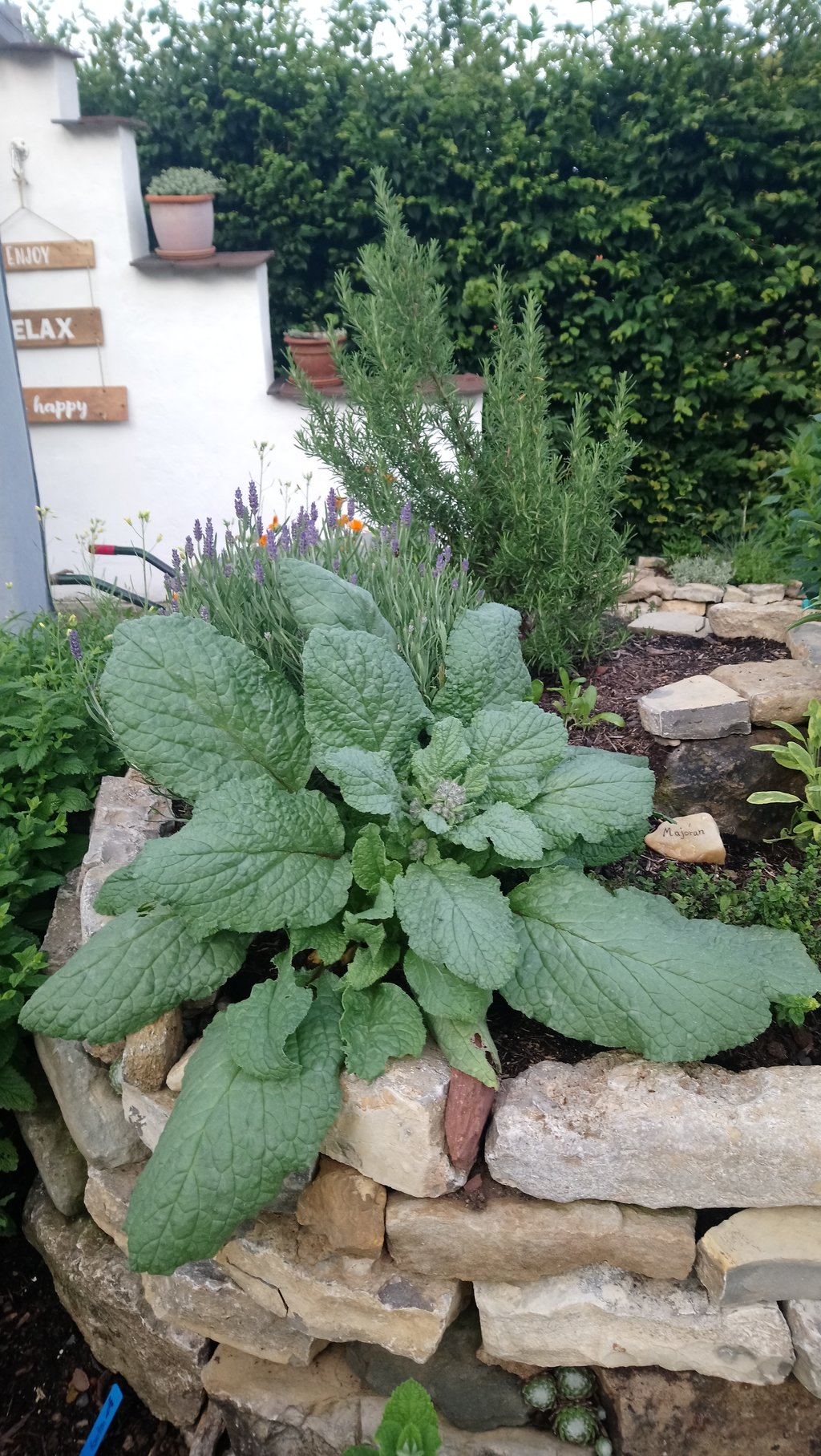 Was ist das? Wird das schön? Mein schöner Garten Forum