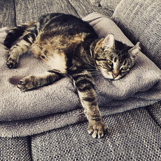 1. KC Taskaliländ Seite 40 Katzen Forum Das große
