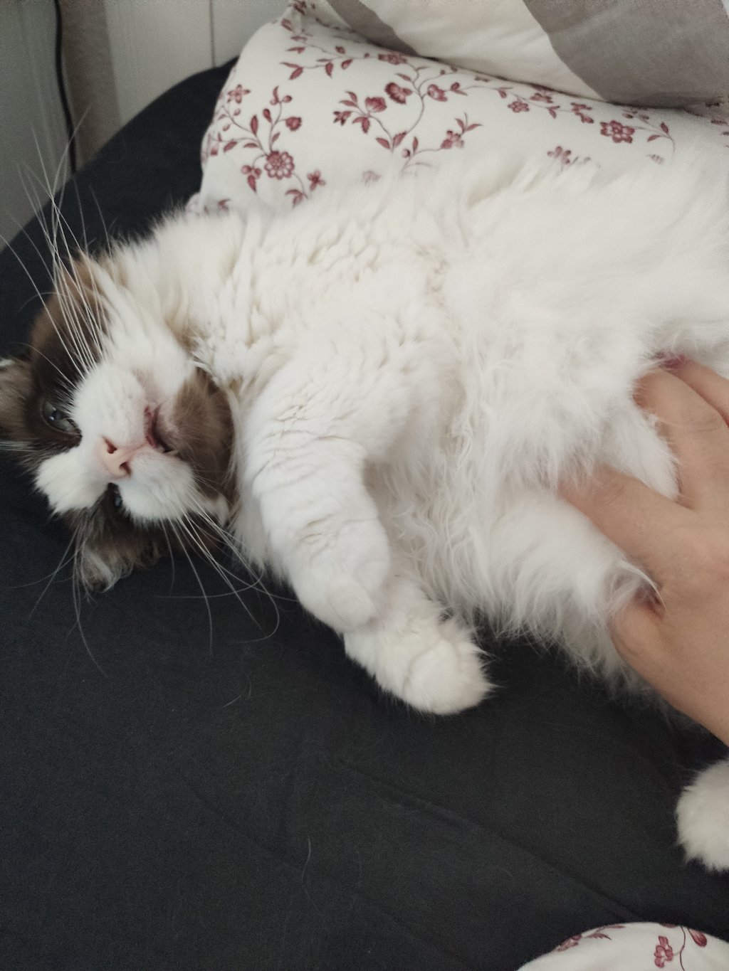 Erster Kater viele Fragen und Unsicherheiten Seite 3 Katzen Forum