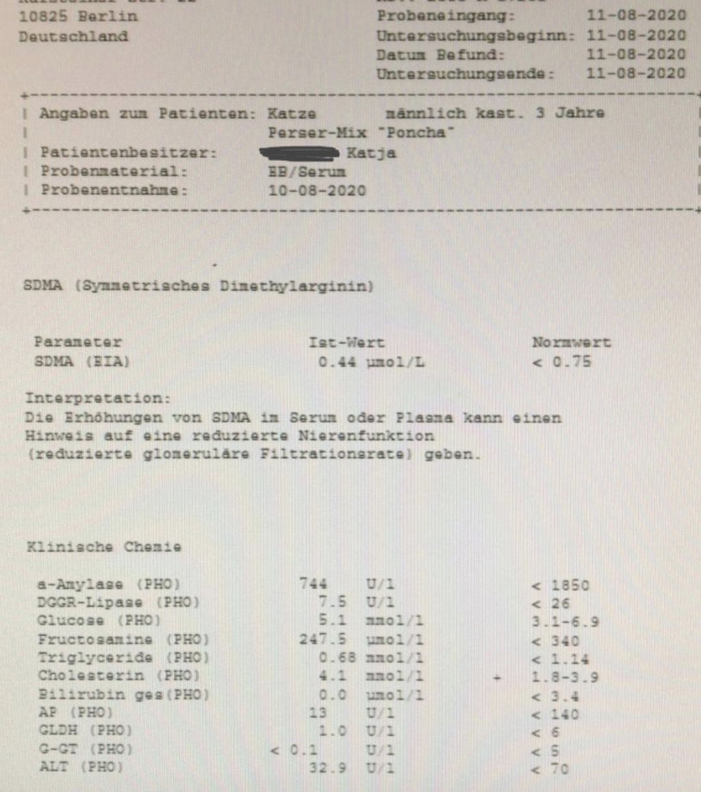 Dem PonchaBär ist ständig übel... Seite 2 Katzen Forum Das große