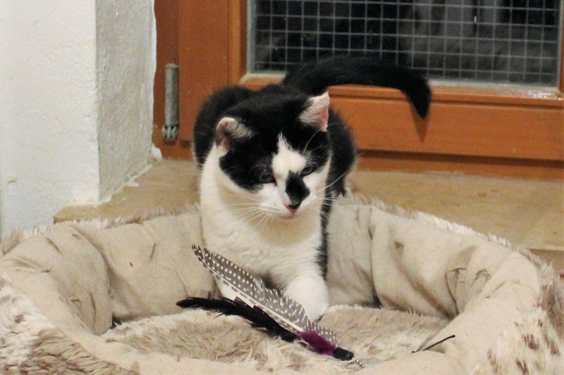 Pflegis by Taskali Seite 120 Das KatzenForum
