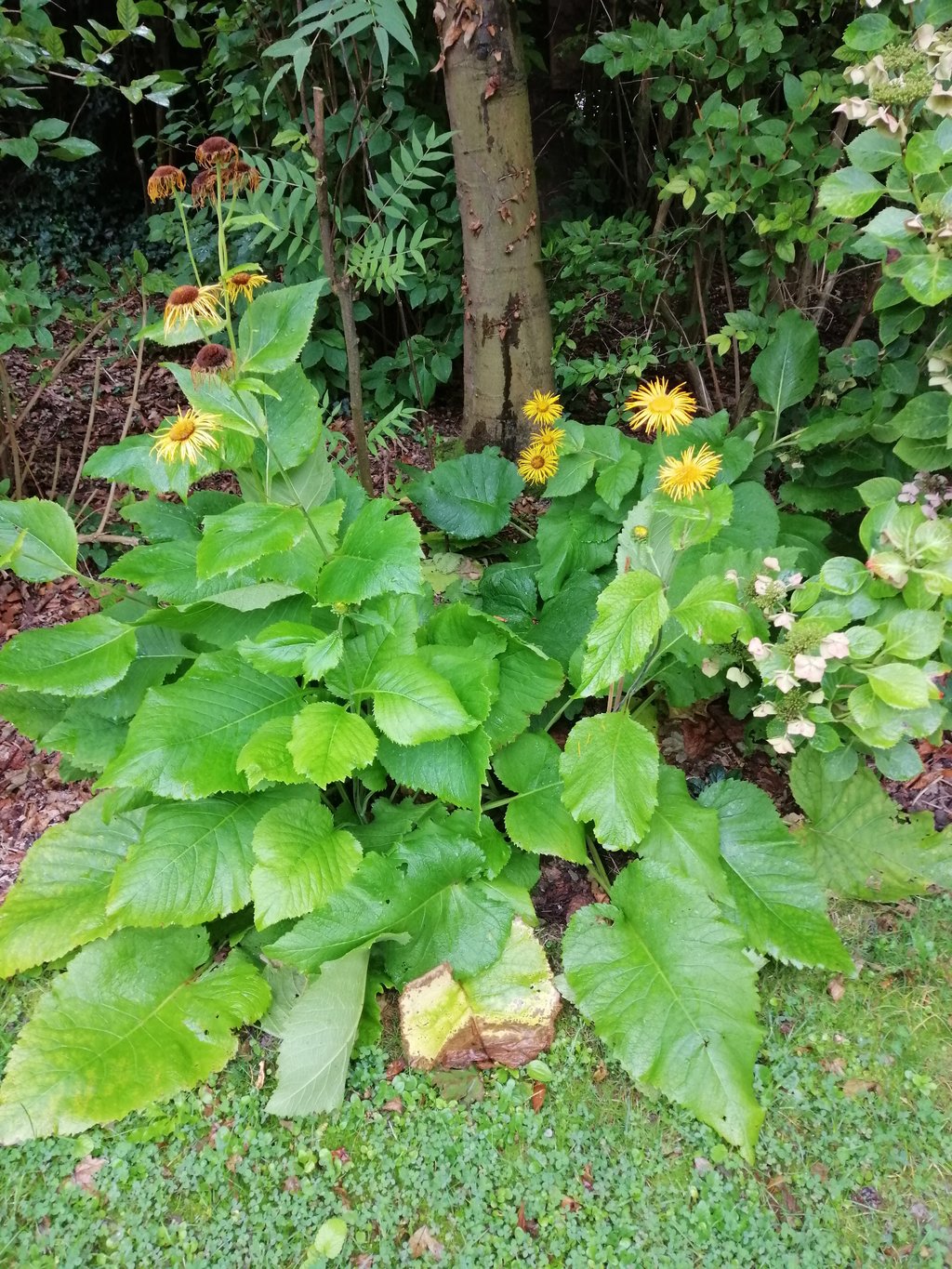 Pflanzenbestimmung Mein schöner Garten Forum