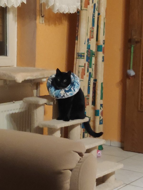 Hyposensibilisierung bei der Katze Seite 13 Das KatzenForum