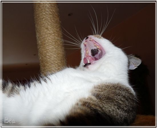 Katzen Forum Pigmentierung IM Mund?