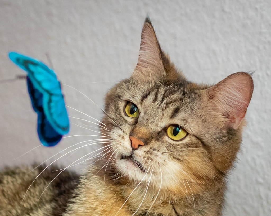 Leeno & Poncha (Brüder mit fel. Asthma) und Tarhana Seite 114 Katzen