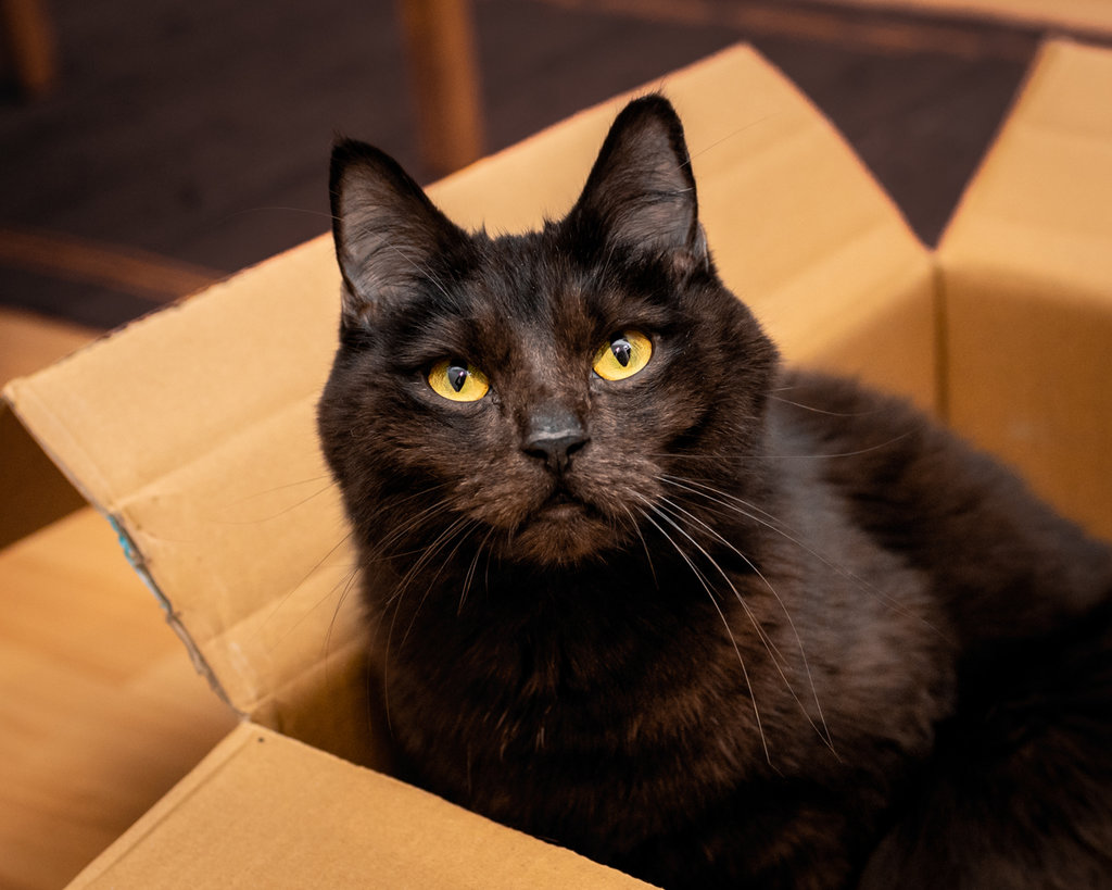 Leeno & Poncha (Brüder mit fel. Asthma) und Tarhana Seite 114 Katzen