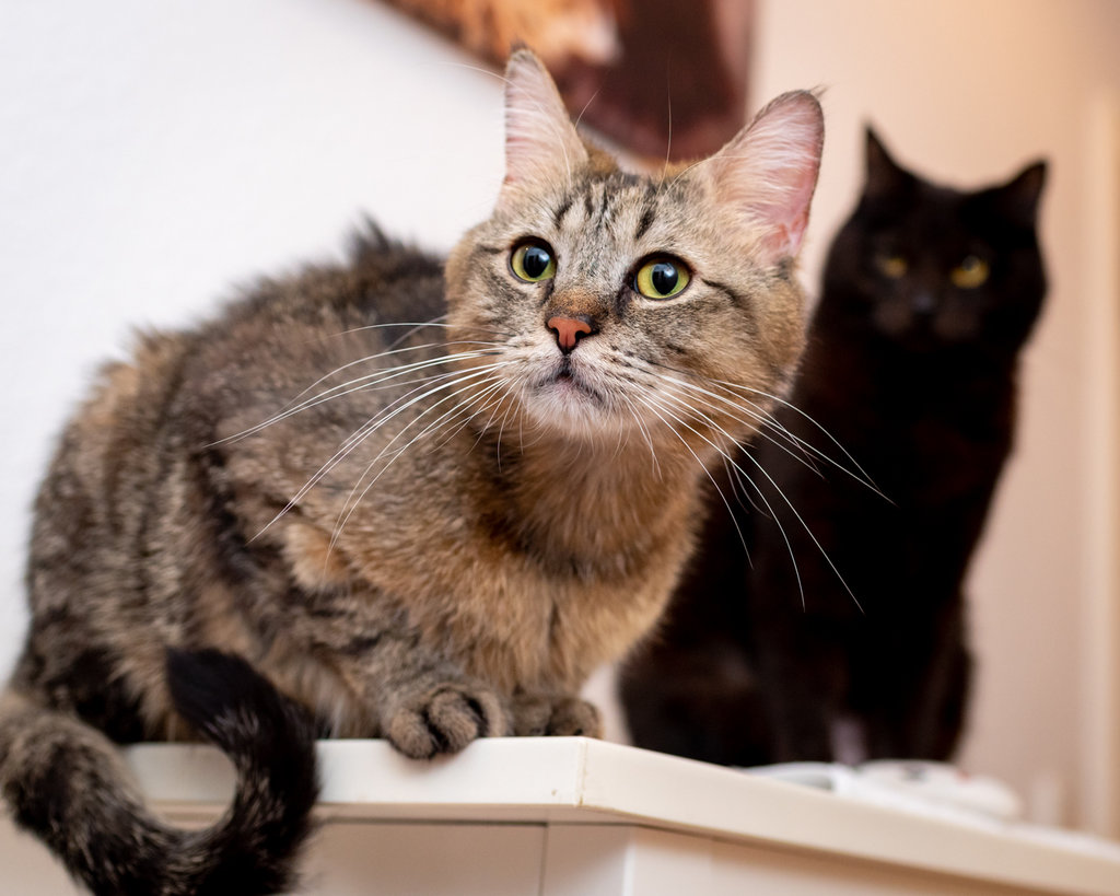 Leeno & Poncha (Brüder mit fel. Asthma) und Tarhana Seite 114 Katzen