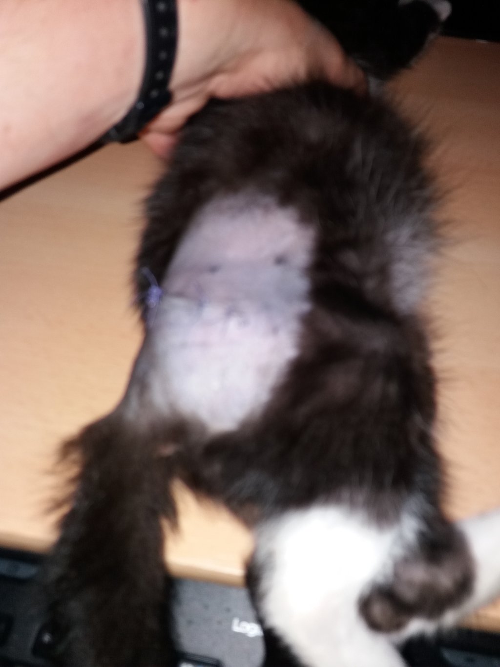 Hüftgelenksluxation bei 2 Jahre altem Kater Katzen Forum Das große