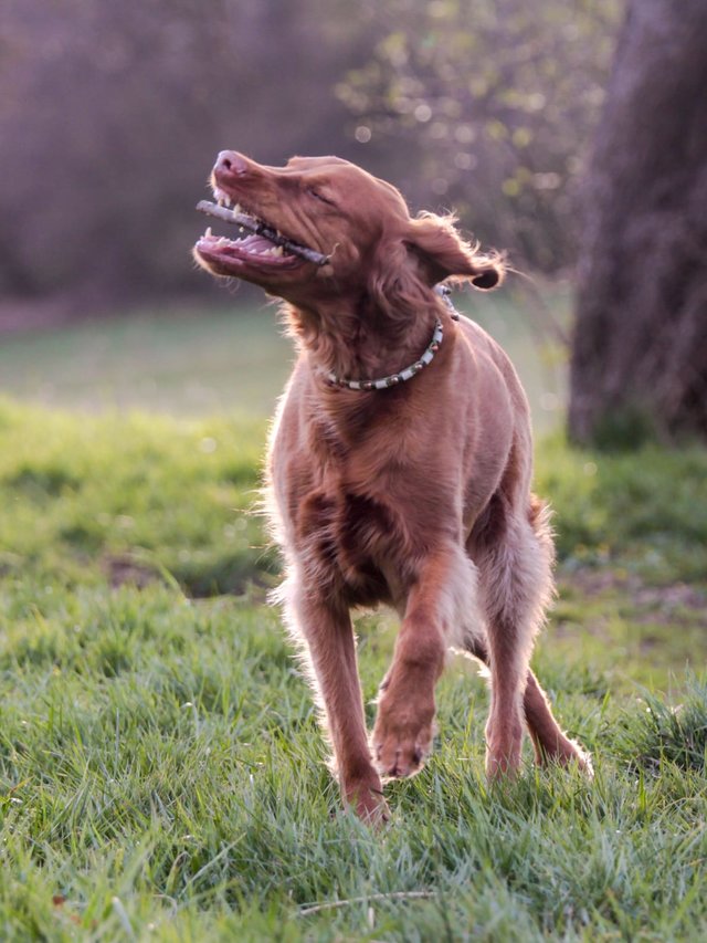 Dalma (Nala) ca. 3 Monate junge VizslaLanghaar Hündin • Das Forum