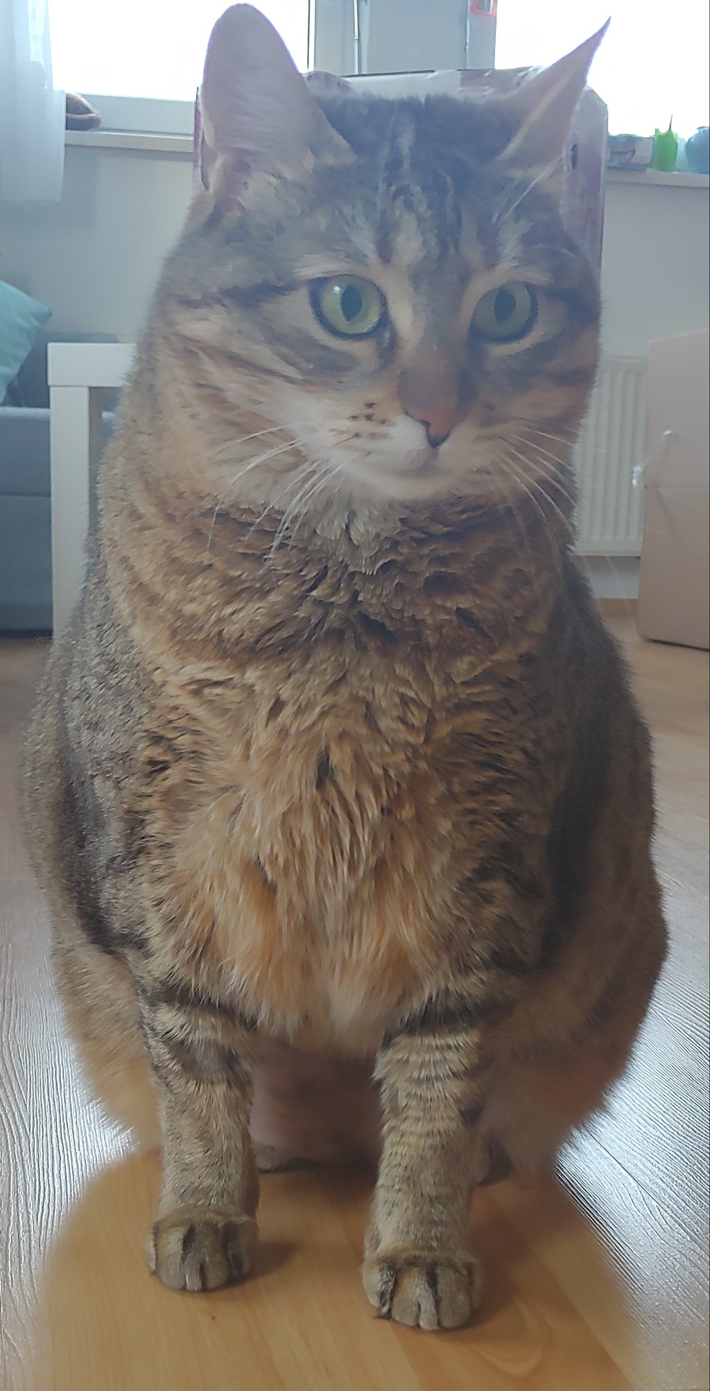 Diätplan Katzen Forum Das große Katzenforum