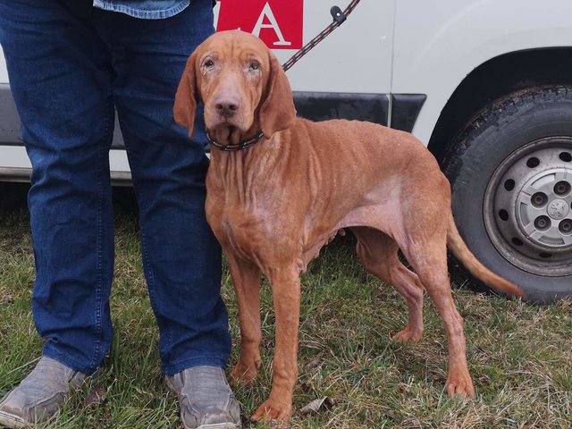 Pinky ca. 6 jährige UK Vizsla Hündin • Das Forum von Vizsla in Not e.V.