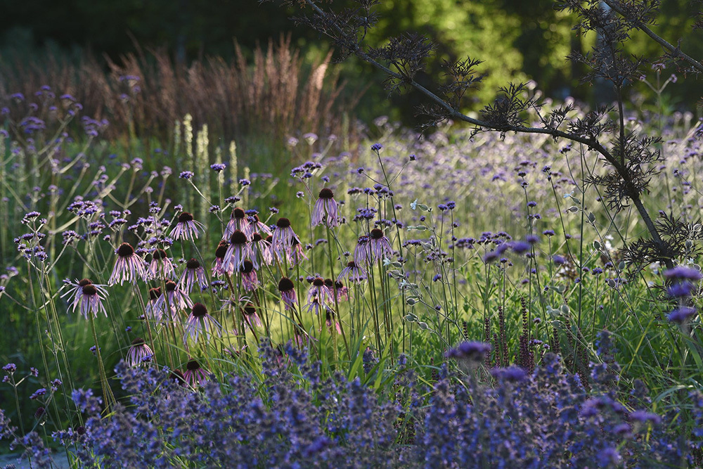 Wilde Wiesen gestalten Naturalistische Staudenbeete für den Garten