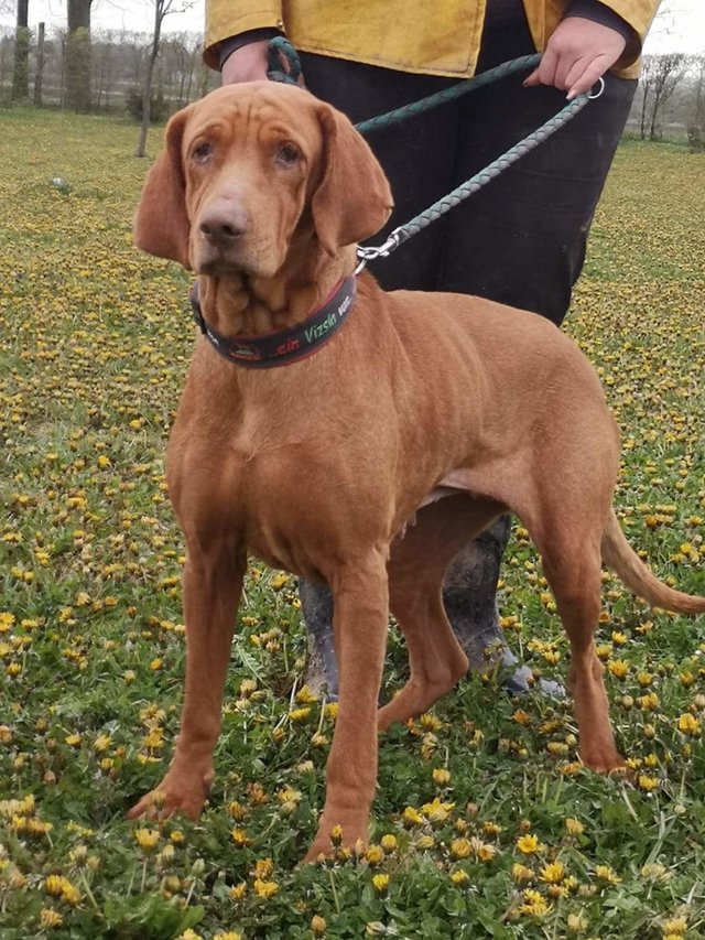 Pinky ca. 6 jährige UK Vizsla Hündin • Das Forum von Vizsla in Not e.V.