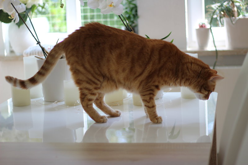 Zeigt Taille und Wampe! Seite 2 Katzen Forum Das große Katzenforum