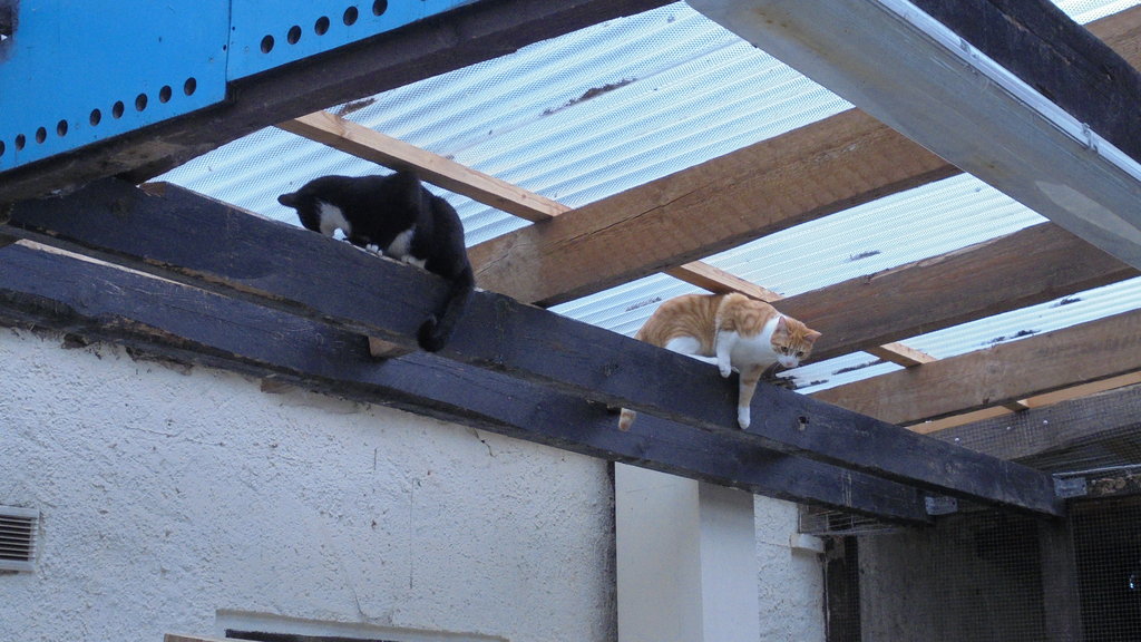 Manfreds Sippe Vom Swanee River an die Elbe Seite 654 Katzen Forum