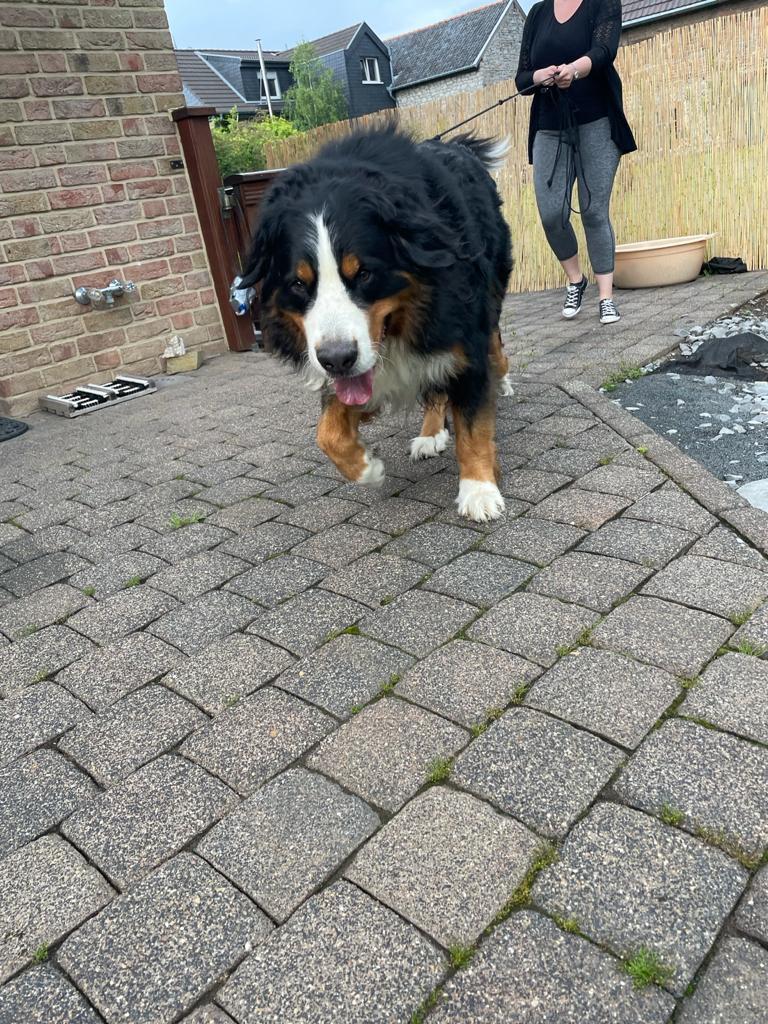 GRISU Berner Rüde, kastriert, geb. 03/17 wurde