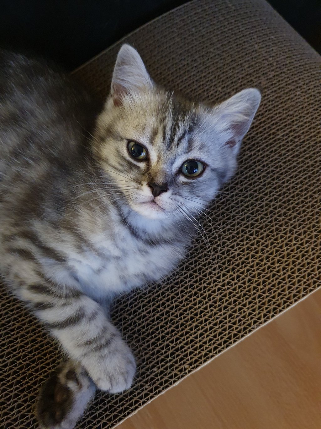 Ist das wirklich British Kurzhaar? Katzen Forum Das große Katzenforum